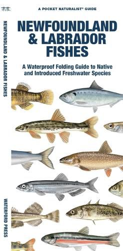 Cover image for Newfoundland & Labrador Fishes: A Waterproof Folding Guide to Native and Introduced Species