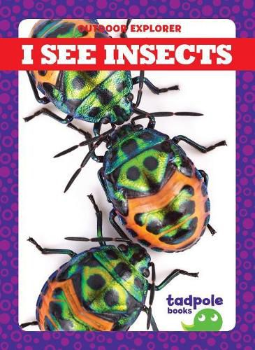 Cover image for I See Insects