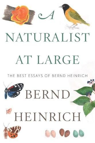 Cover image for Naturalist At Large, A