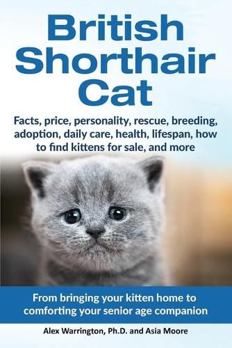 Cover image for British Shorthair Cat: From bringing your kitten home to comforting your senior age beloved companion