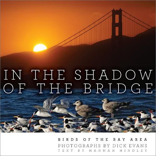 Cover image for In the Shadow of the Bridge