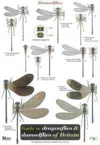 Cover image for Guide to the Dragonflies and Damselflies of Britain