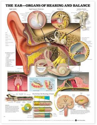 Cover image for The Ear: Organs of Hearing and Balance Anatomical Chart