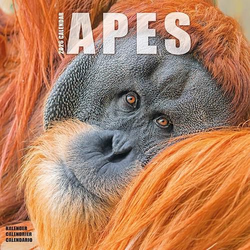 Cover image for Apes Calendar 2026 Square Animal Wall Calendar - 16 Month