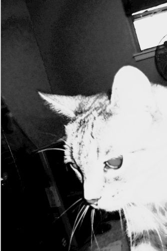 Cover image for albacore