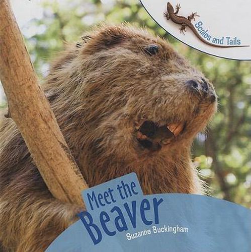 Cover image for Meet the Beaver