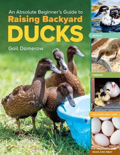 Cover image for An Absolute Beginner's Guide to Raising Backyard Ducks: Breeds, Feeding, Housing and Care, Eggs and Meat