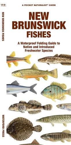 Cover image for New Brunswick Fishes: A Waterproof Folding Guide to Native and Introduced Species