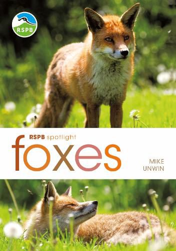 RSPB Spotlight: Foxes