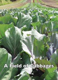 Cover image for A Field of Cabbages