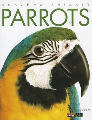 Cover image for Parrots