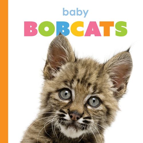 Cover image for Baby Bobcats