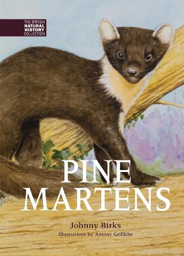 Cover image for Pine Martens