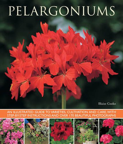 Cover image for Pelargoniums