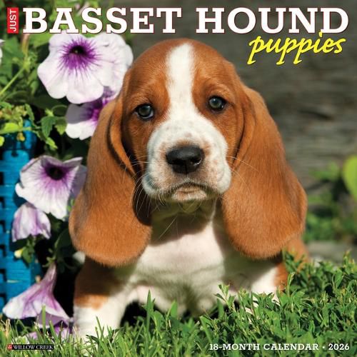 Cover image for Basset Hound Puppies 2026 12 X 12 Wall Calendar