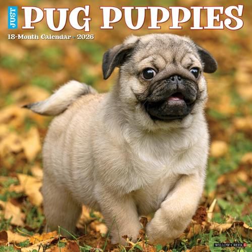 Cover image for Pug Puppies 2026 12 X 12 Wall Calendar