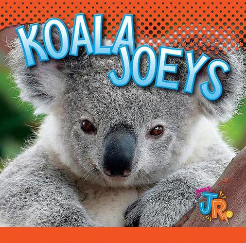 Cover image for Koala Joeys
