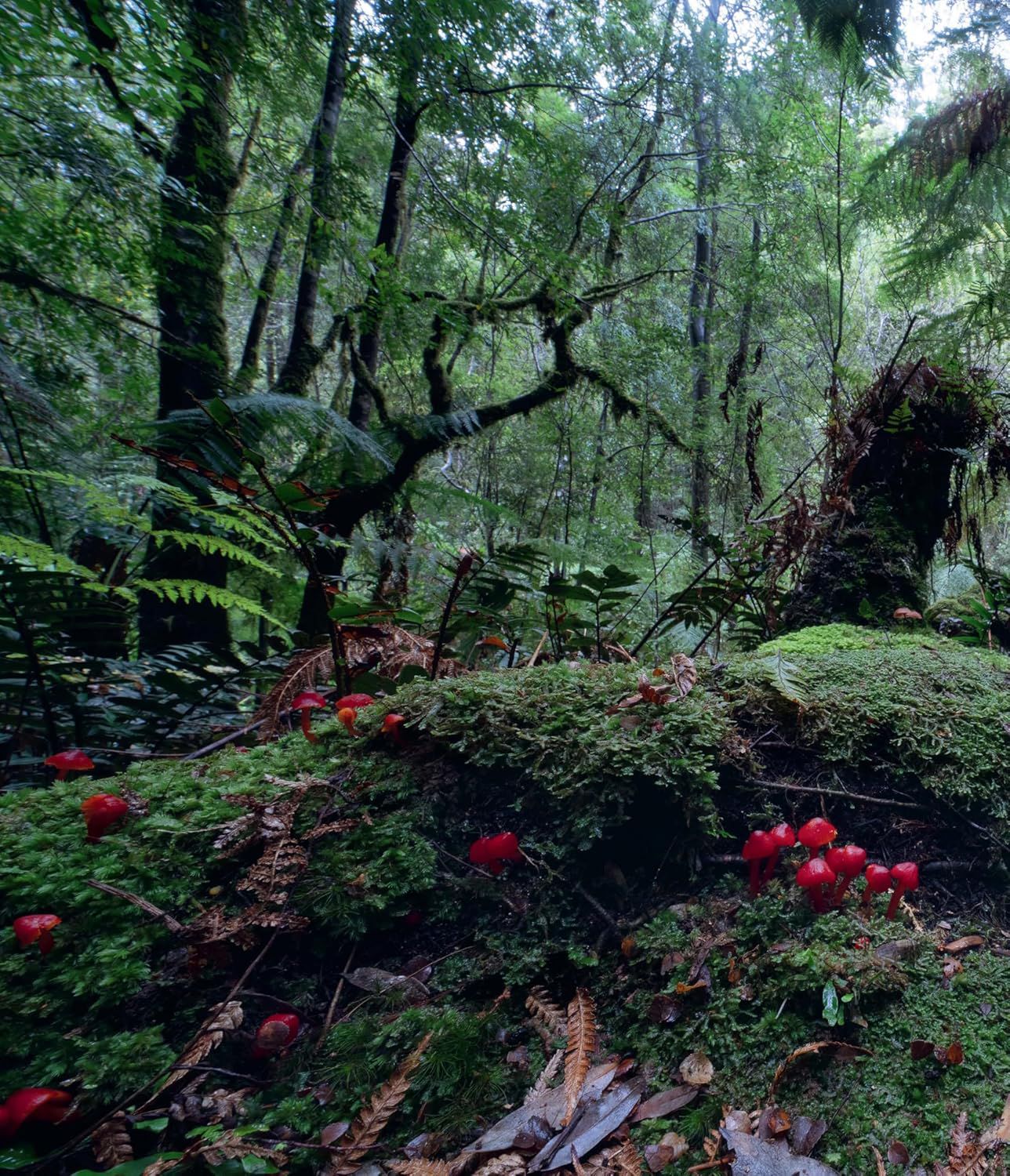 Planet Fungi
