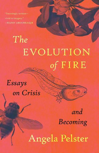 Cover image for The Evolution of Fire