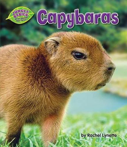 Capybaras