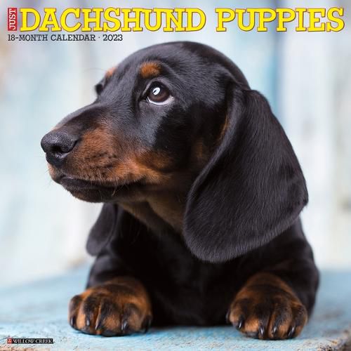 Cover image for Just Dachshund Puppies 2023 Wall Calendar