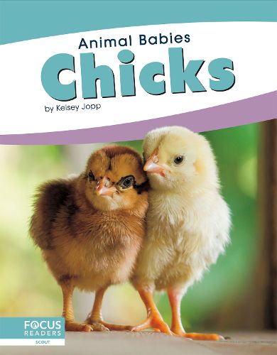 Animal Babies: Chicks