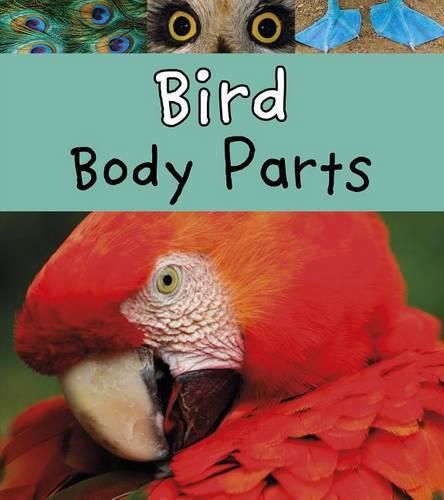 Cover image for Bird Body Parts (Animal Body Parts)