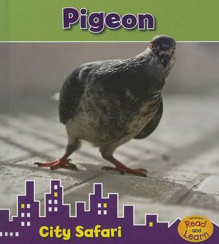 Pigeon