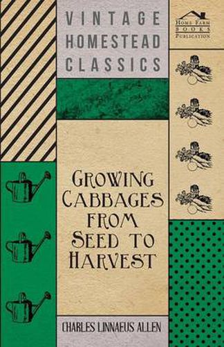 Growing Cabbages from Seed to Harvest