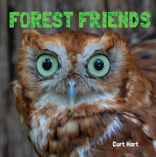 Cover image for Forest Friends