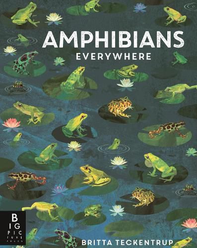 Cover image for Amphibians Everywhere