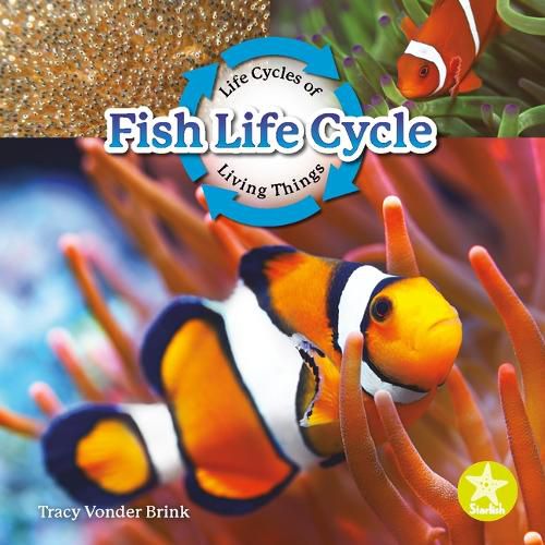 Fish Life Cycle