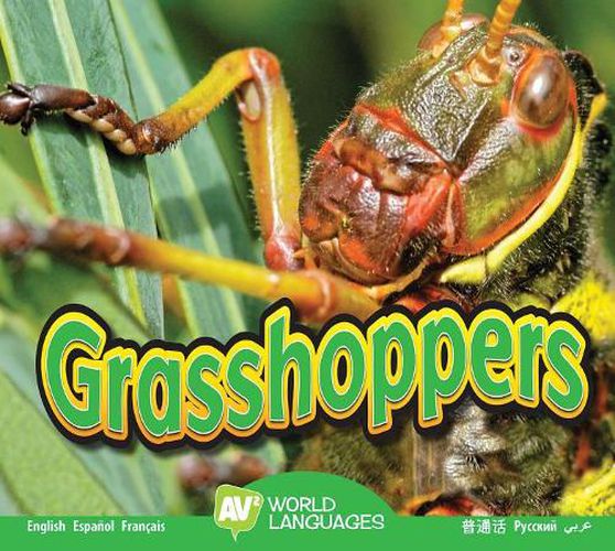 Cover image for Grasshoppers