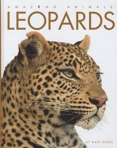 Cover image for Leopards