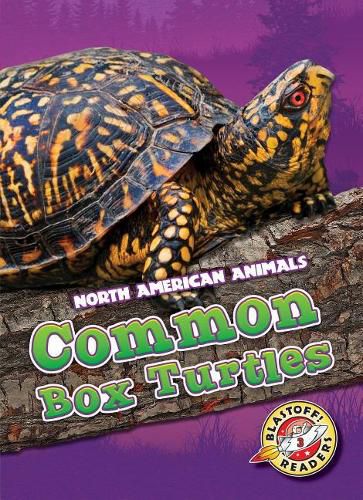 Cover image for Common Box Turtles