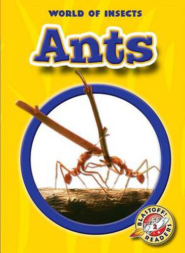 Cover image for Ants