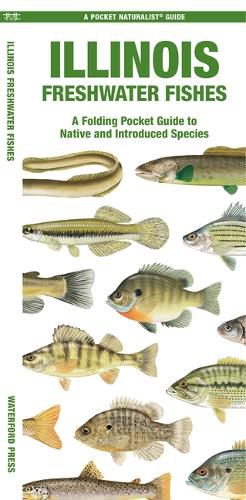 Cover image for Illinois Freshwater Fishes