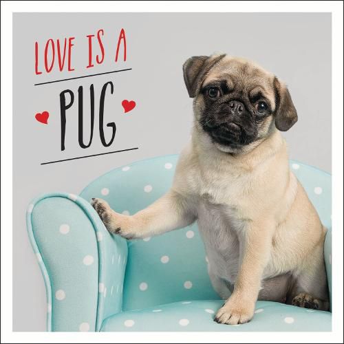 Cover image for Love is a Pug: A Pugtastic Celebration of The World's Cutest Dogs