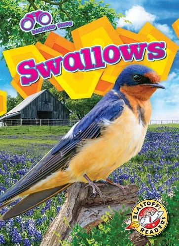 Cover image for Swallows