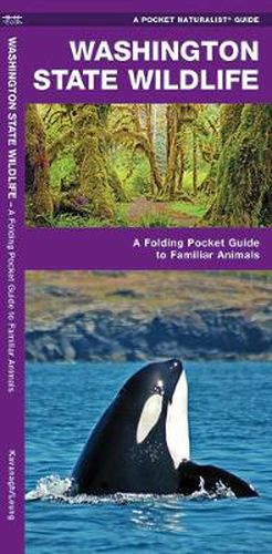 Cover image for Washington State Wildlife: A Folding Pocket Guide to Familiar Species