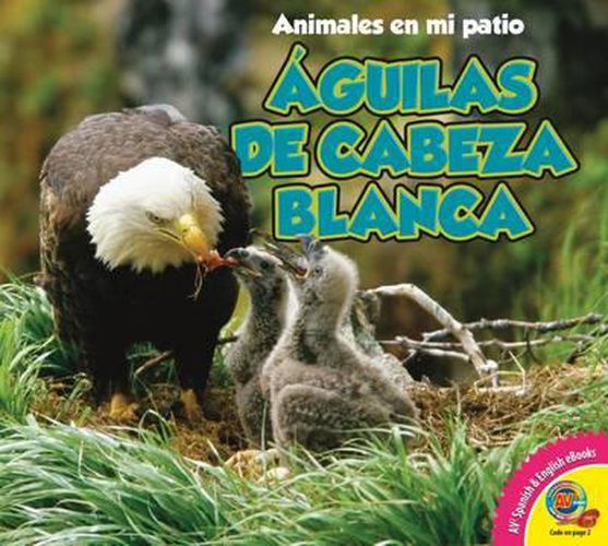 Aguilas de Cabeza Blanca