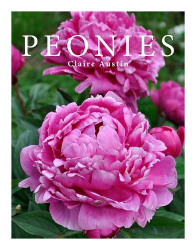 Cover image for Peonies
