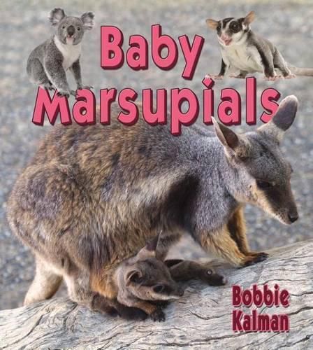 Cover image for Baby Marsupials