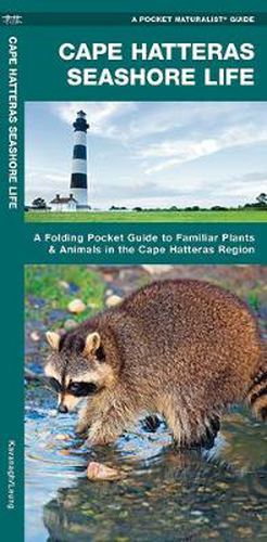 Cover image for Cape Hatteras Seashore Life: A Folding Pocket Guide to Familiar Plants & Animals in the Cape Hatteras Region