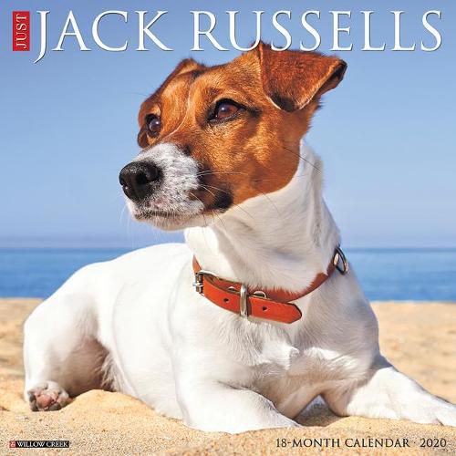 Cover image for Just Jack Russells 2020 Wall Calendar (Dog Breed Calendar)