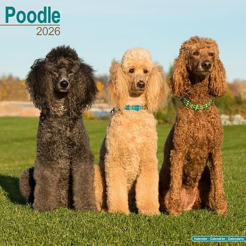 Cover image for Poodle Calendar 2026 Square Dog Breed Wall Calendar - 16 Month