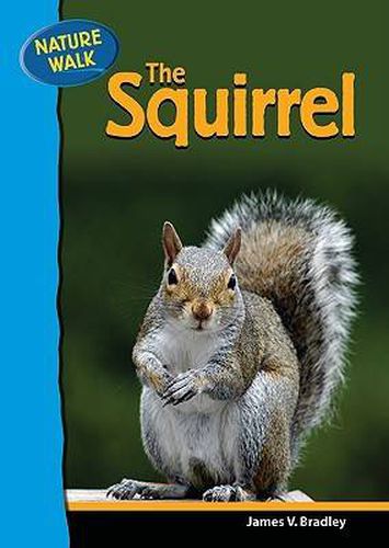 The Squirrel