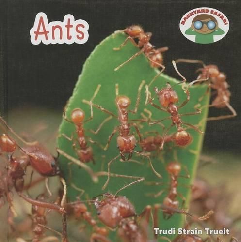 Ants