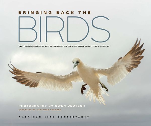 Cover image for Bringing Back the Birds