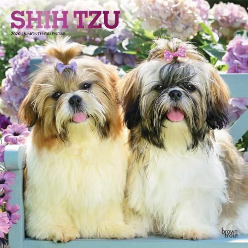 Shih Tzu 2020 Square Wall Calendar